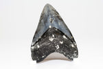 Megalodon - 4.18"