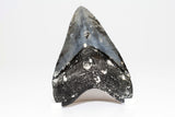 Megalodon - 4.18"