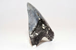 Megalodon - 4.18"