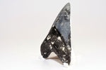 Megalodon - 4.18"