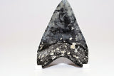 Megalodon - 4.18"