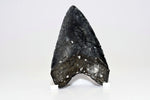 Megalodon - 4.52"