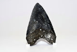 Megalodon - 4.52"