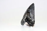 Megalodon - 4.52"
