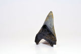 Megalodon - 3.83"