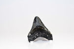 Megalodon - 3.31"