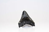 Megalodon - 3.31"