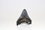 Megalodon - 3.31"