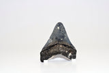 Megalodon - 3.31"