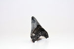 Megalodon - 3.31"