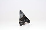 Megalodon - 3.31"