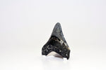 Megalodon - 3.31"