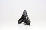 Megalodon - 3.31"