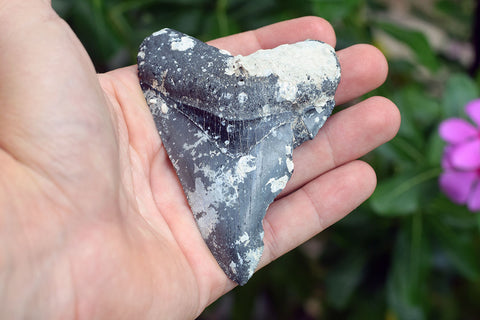 Megalodon - 3.52"