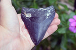 Megalodon - 3.90"