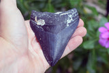 Megalodon - 3.90"