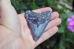 Megalodon - 3.13"