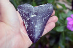 Megalodon - 4.17"