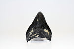 Megalodon - 3.90"