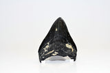 Megalodon - 3.90"