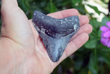 Megalodon - 3.31"