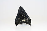 Megalodon - 3.90"