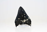 Megalodon - 3.90"