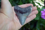 Megalodon - 3.25"