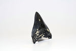 Megalodon - 3.90"