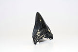 Megalodon - 3.90"