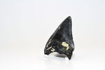 Megalodon - 3.90"