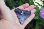 Megalodon - 2.71"