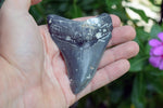 Megalodon - 3.50"