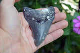 Megalodon - 3.50"