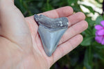 Megalodon - 2.72"