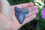 Megalodon - 2.58"