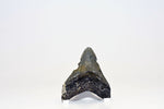 Megalodon - 3.25"