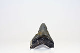 Megalodon - 3.25"