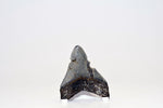 Megalodon - 3.25"