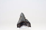 Megalodon - 3.25"