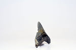 Megalodon - 3.25"