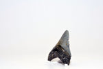Megalodon - 3.25"