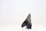 Megalodon - 3.25"