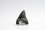 Megalodon - 3.50"