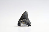 Megalodon - 3.50"