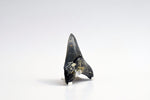 Megalodon - 3.50"