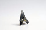 Megalodon - 3.50"