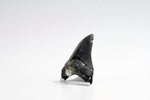 Megalodon - 3.50"