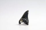 Megalodon - 3.50"