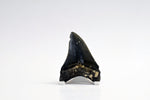 Megalodon - 3.50"